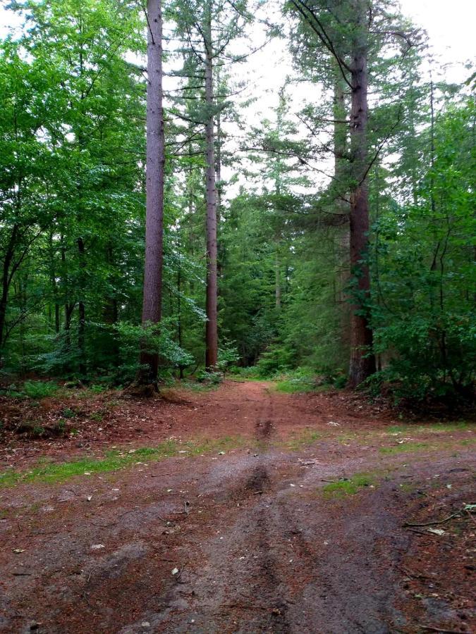 Retro Relax Midden In Het Bos Op De Veluwe In
